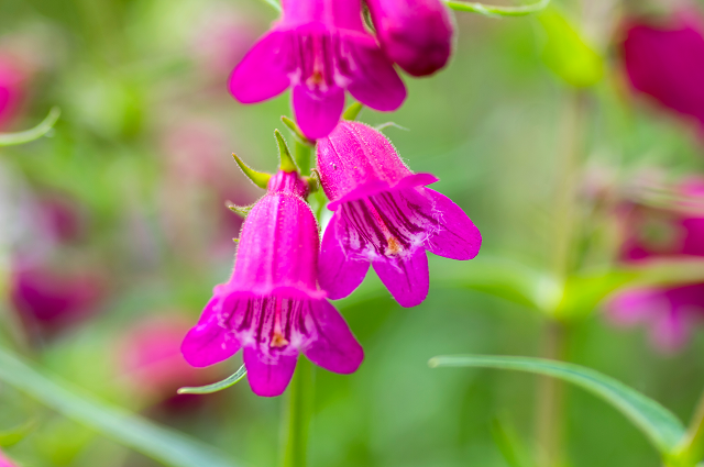 Red Rocks Penstemon 