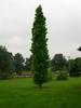 Narrow_Tree
